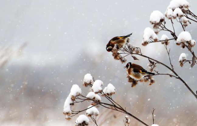 Vague de froid : suspension de la chasse aux migrateurs !