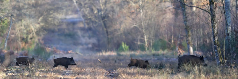 Les populations de sangliers en Europe : Sus Scrofa à la loupe…