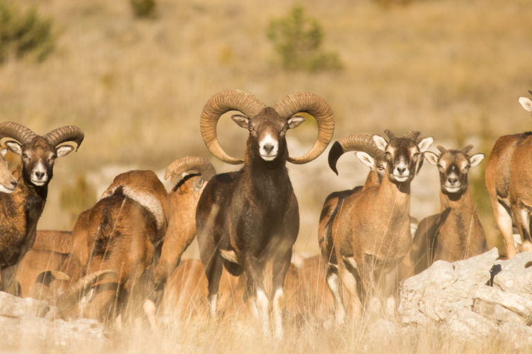 Mouflons : Comptage et reportage en images