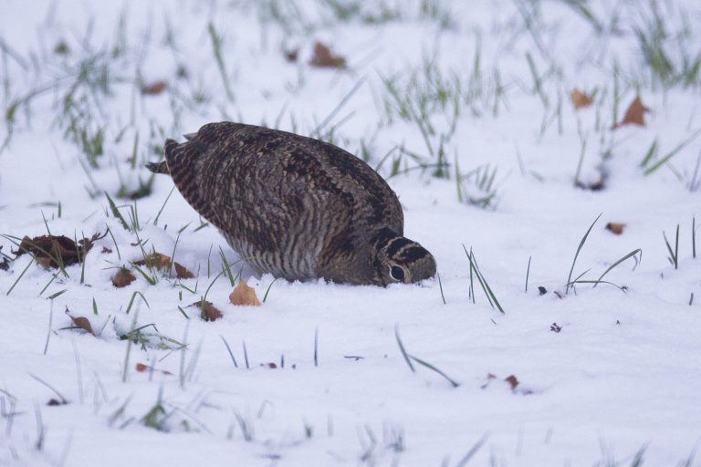Près de 3000 km à vol d’oiseau !