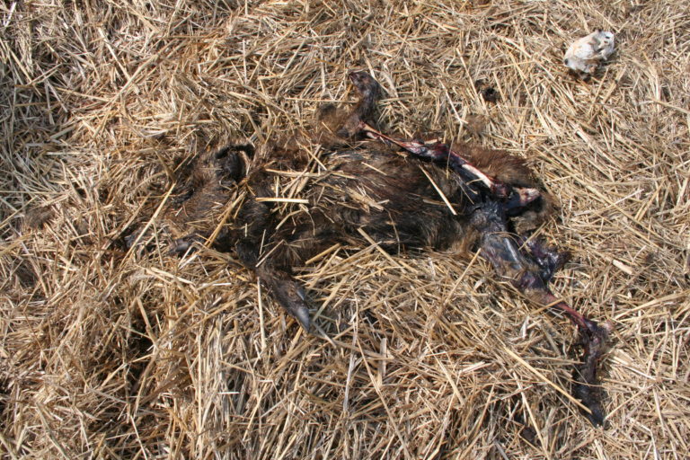 Suivi sanitaire de la Faune Sauvage en 2017