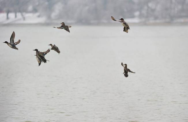 Dates de fermeture de la chasse aux migrateurs et oiseaux d’eau