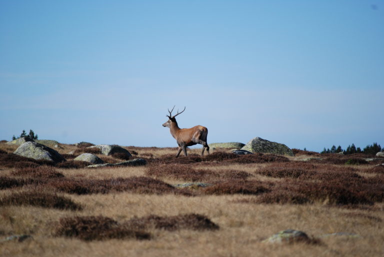 La Chasse, tout un monde en mutation(s)